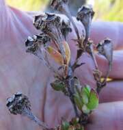 Image of Pentagonal Spoonfig
