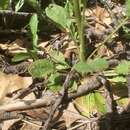 Image of Hart's Groundsel