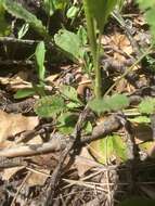 Image of Hart's Groundsel