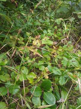 Image of yellow screwstem