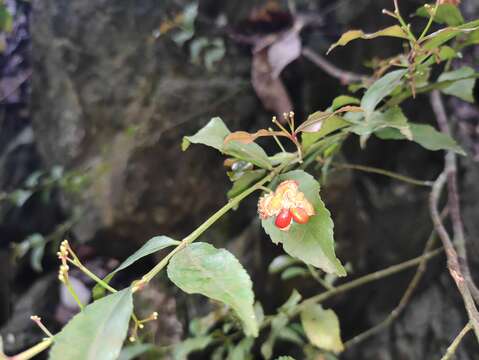 Imagem de Euonymus echinatus Wall.