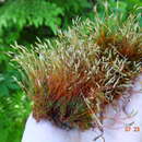 Image of oligotrichum moss