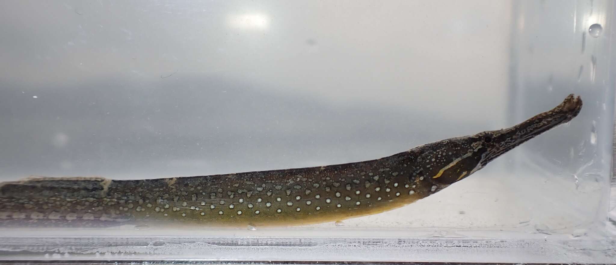 Image of Beady Pipefish