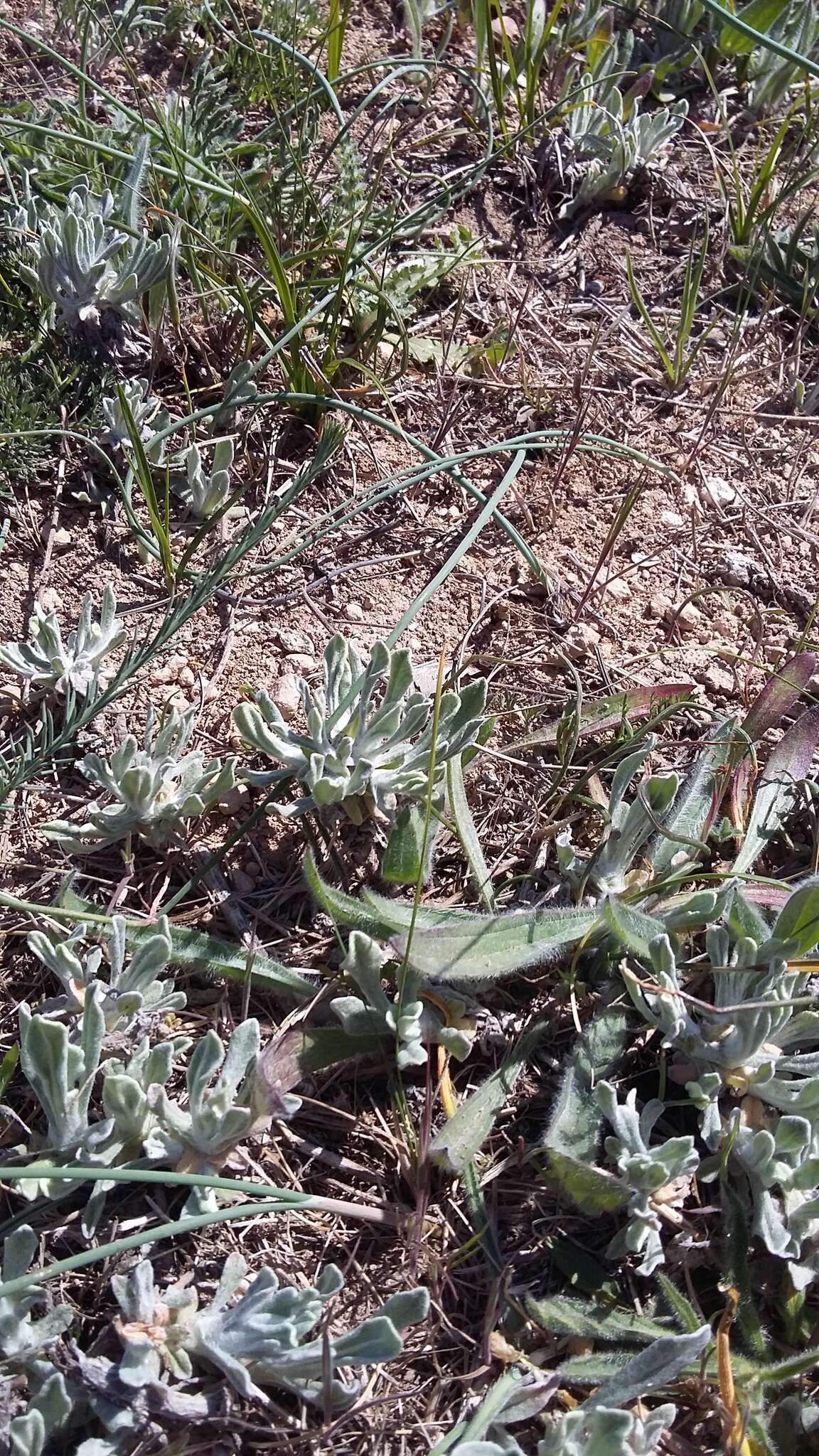 Plancia ëd Galatella villosa (L.) Rchb. fil.