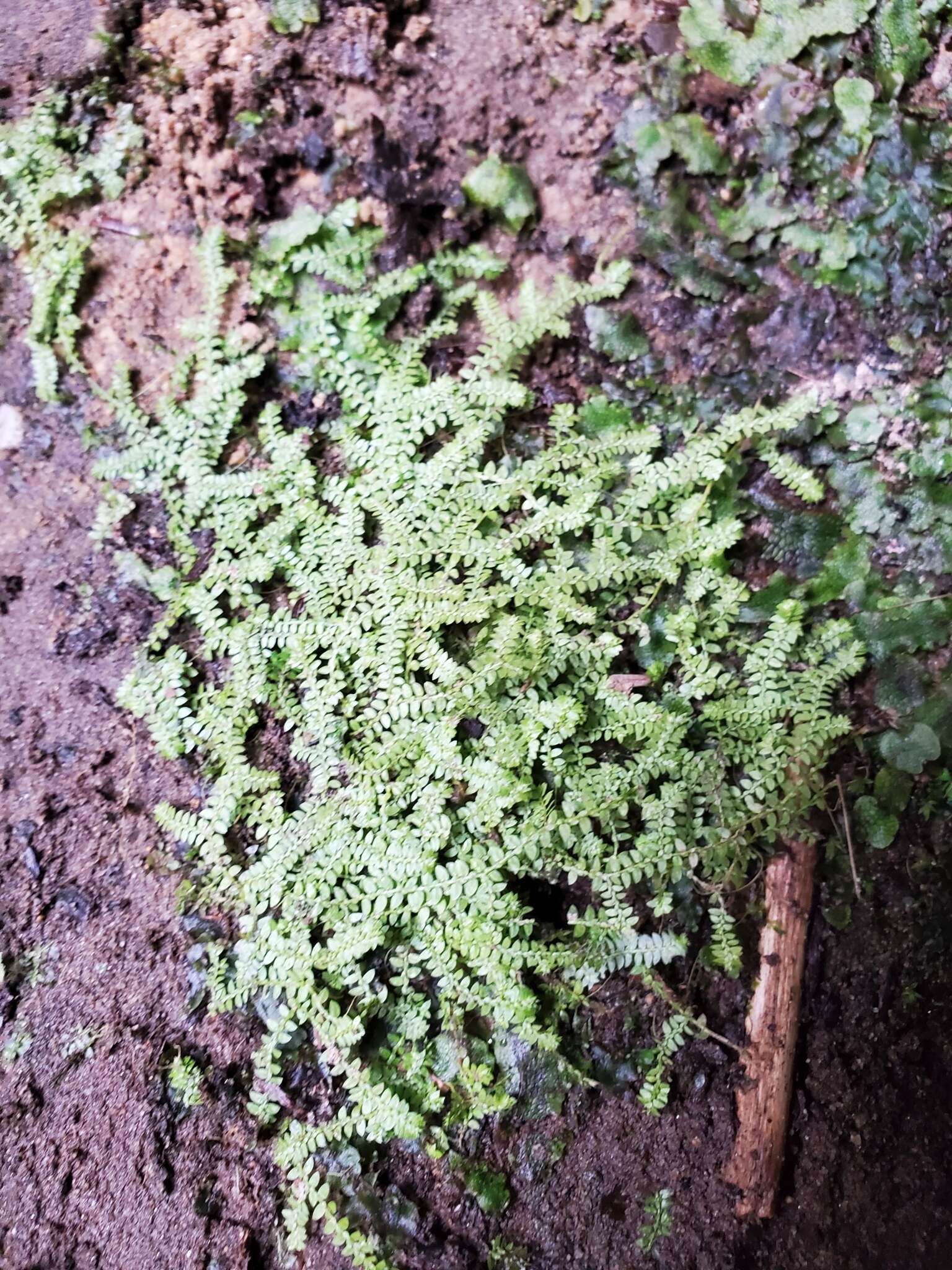 Image of Meadow Spike-Moss