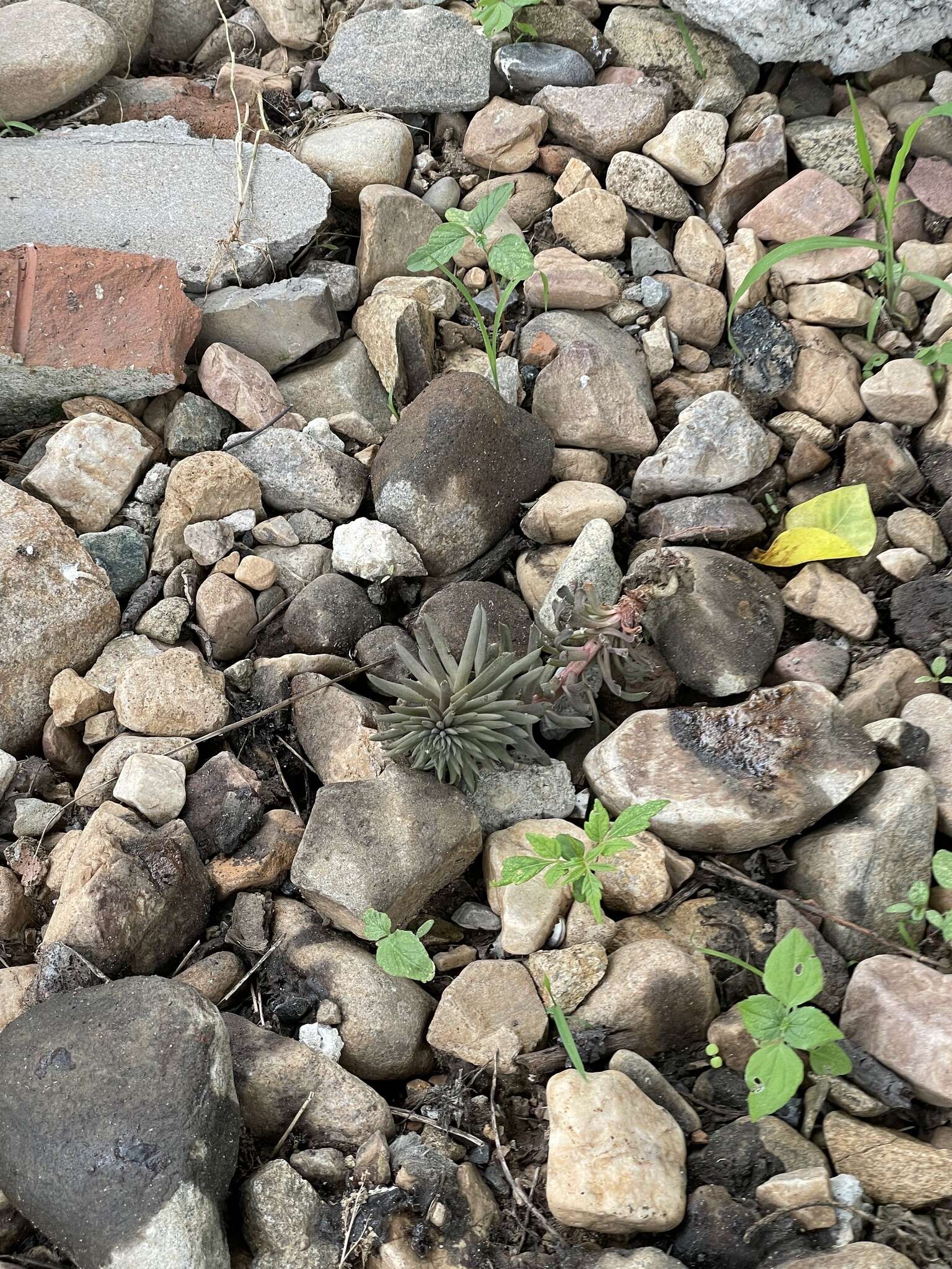 Image of Orostachys fimbriata (Turcz.) Berger