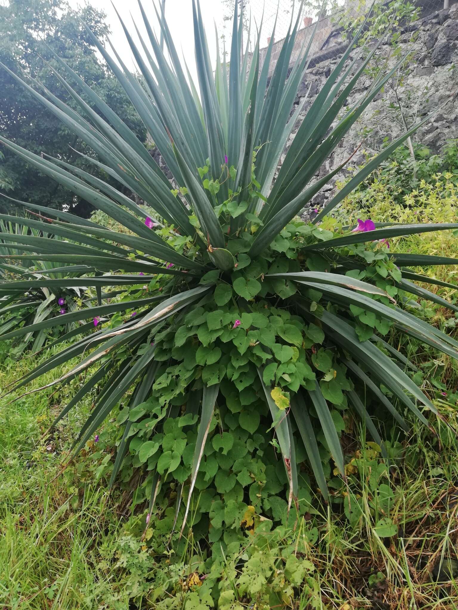 Image de Furcraea parmentieri (Roezl) García-Mend.