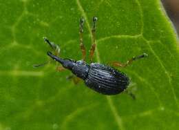 Apionidae resmi