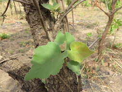 Imagem de Dombeya quinqueseta (Del.) Exell