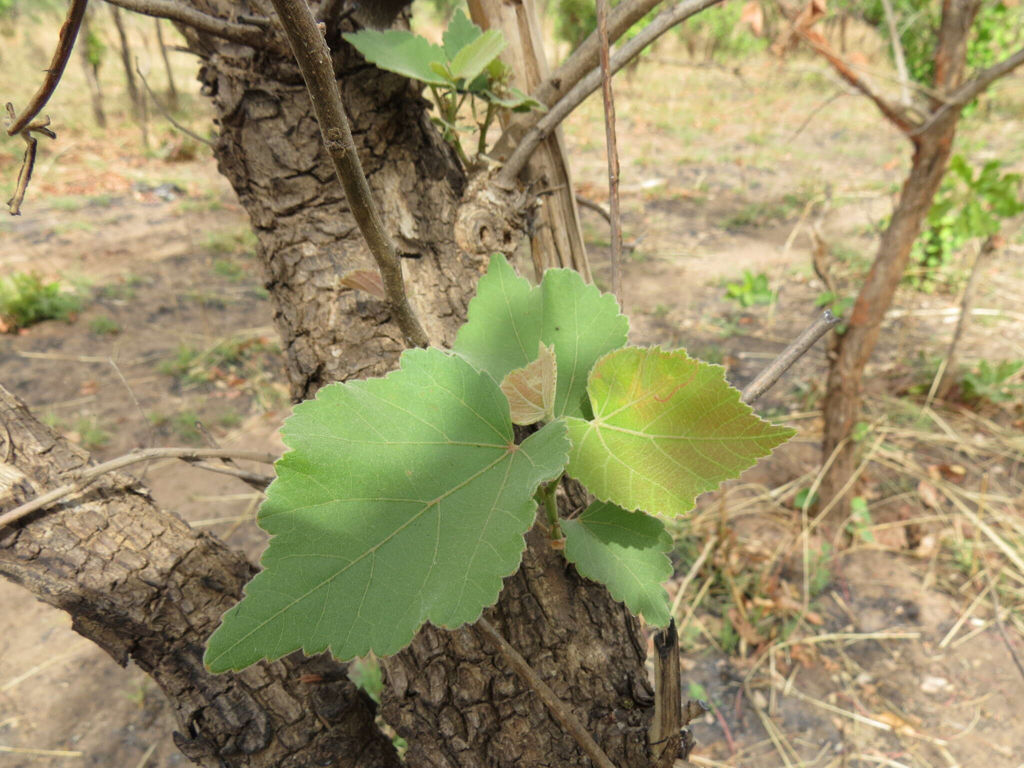 Image of Dombeya quinqueseta (Del.) Exell