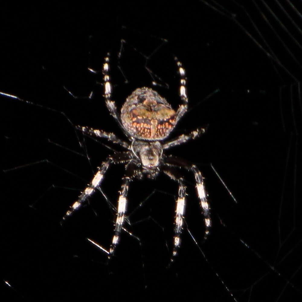 Image of Courtaraneus orientalis (Urquhart 1887)