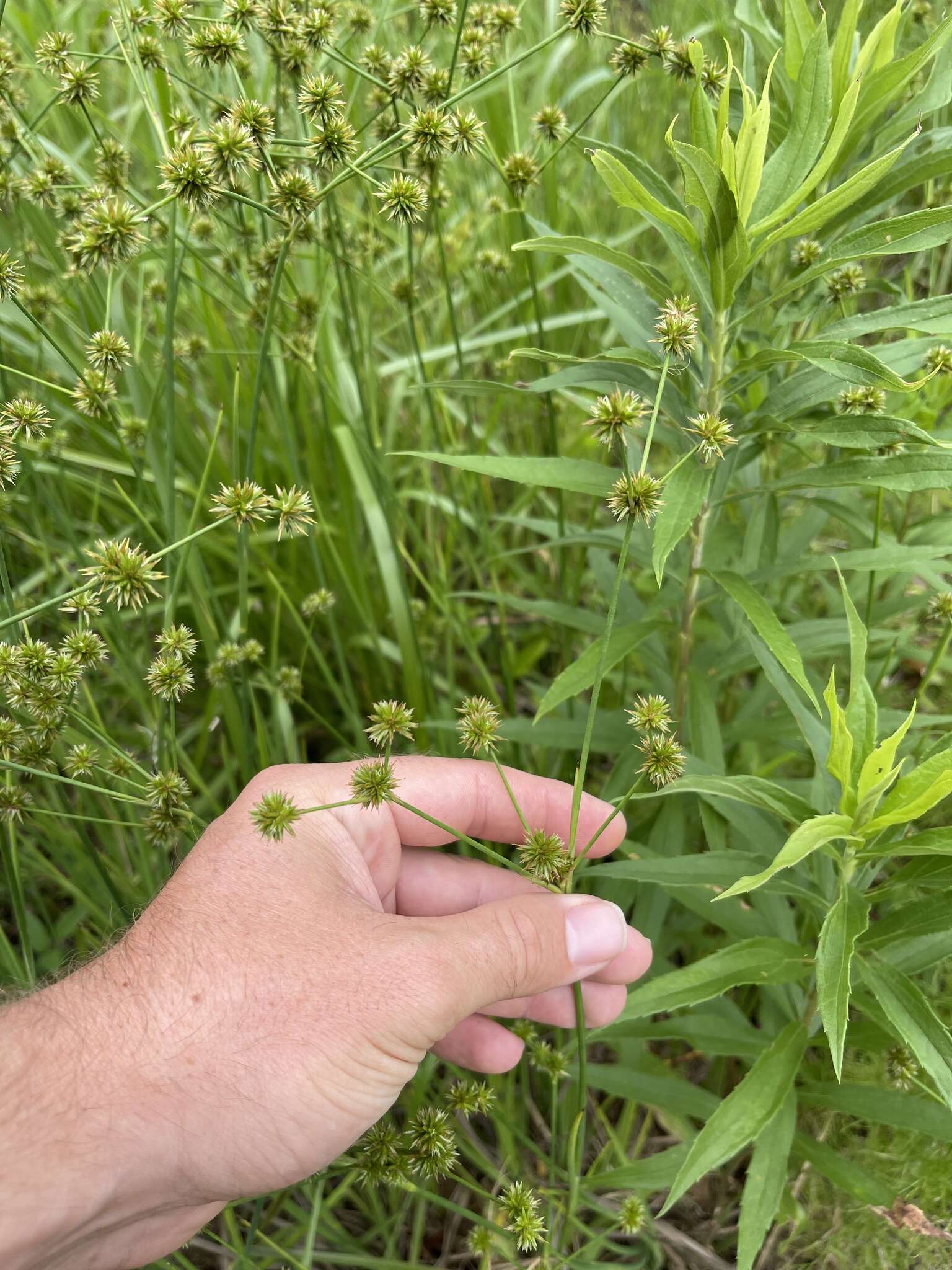 Image of Round-Head Rush