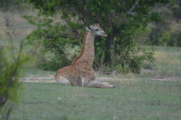 Image of Giraffe