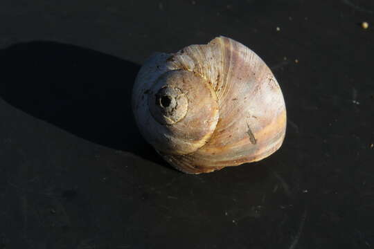 Image of Kurile moon snail