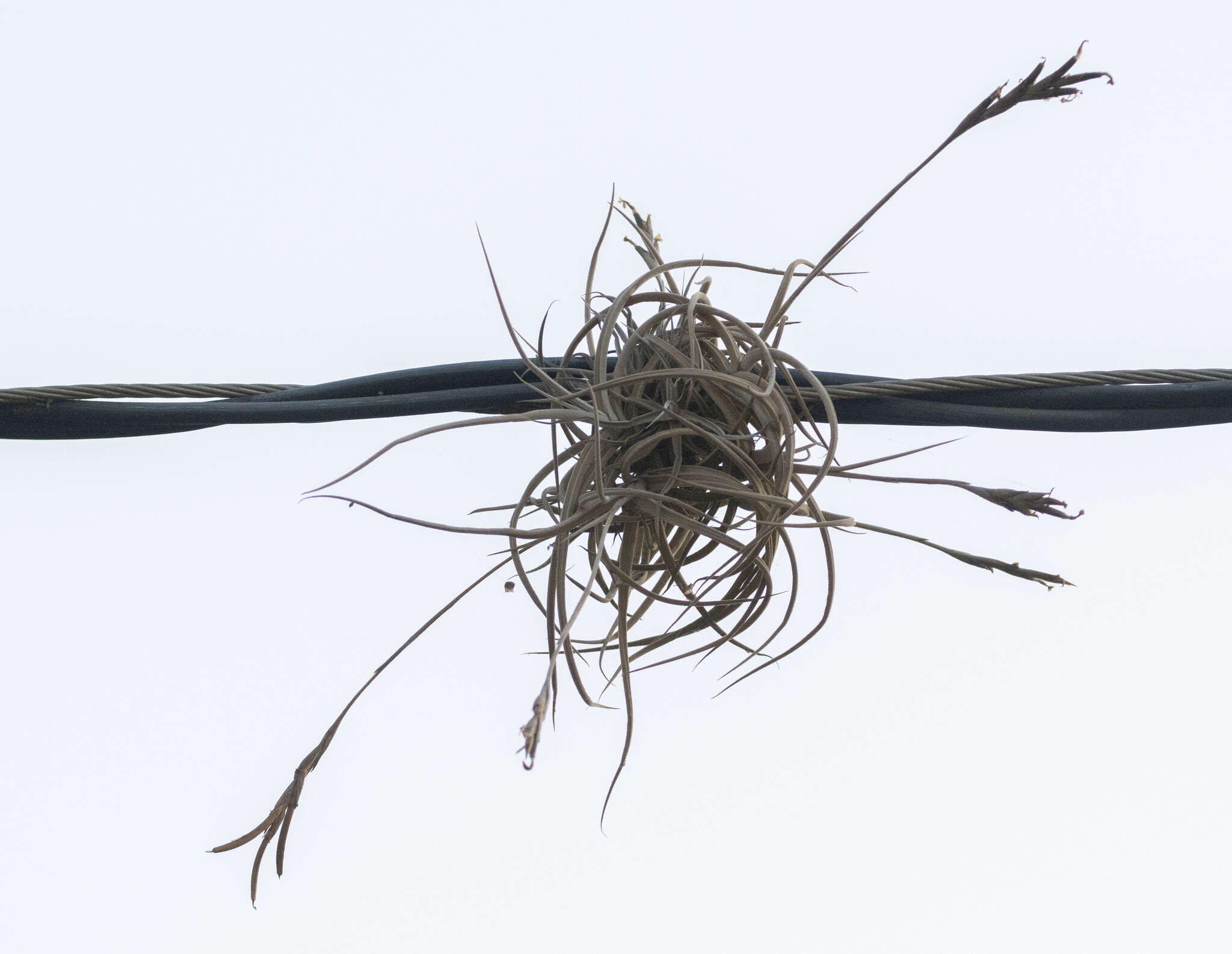 Image of Tillandsia caliginosa W. Till