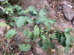 صورة Ilex discolor var. tolucana (Hemsl.) Edwin ex T. R. Dudley