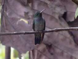 Image of Blue-chested Hummingbird