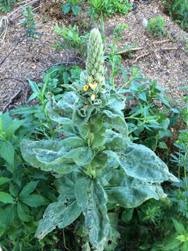 Image of Great Mullein