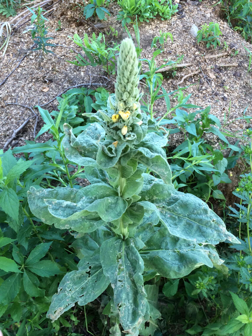 Image of Great Mullein