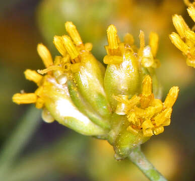 Image of Amphipappus fremontii var. fremontii