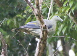 Image of Large Green Pigeon