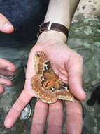 Image of Tulip-tree Silkmoth