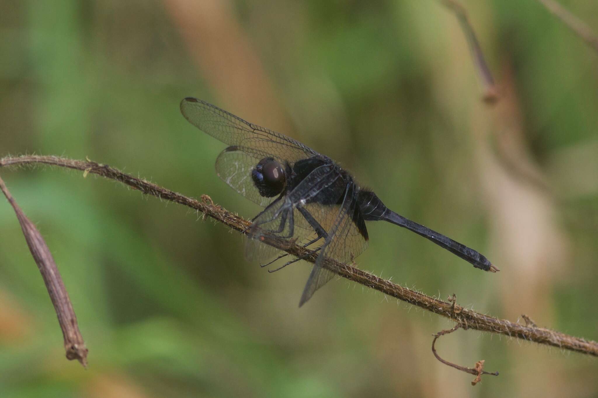 Sivun Erythemis attala (Selys ex Sagra 1857) kuva