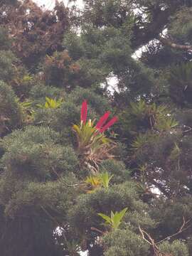 Image of Tillandsia multicaulis Steud.