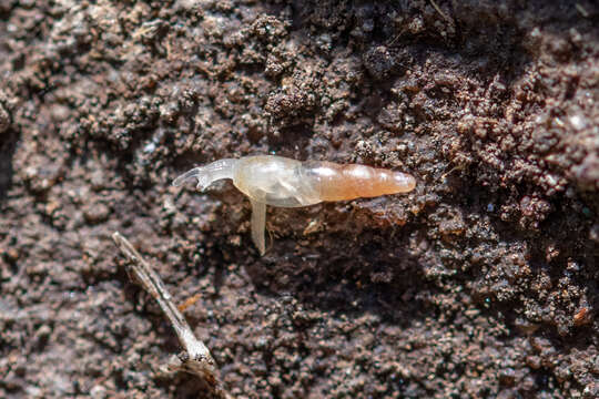 Image of Blind Snail