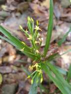 Image of Grass orchids