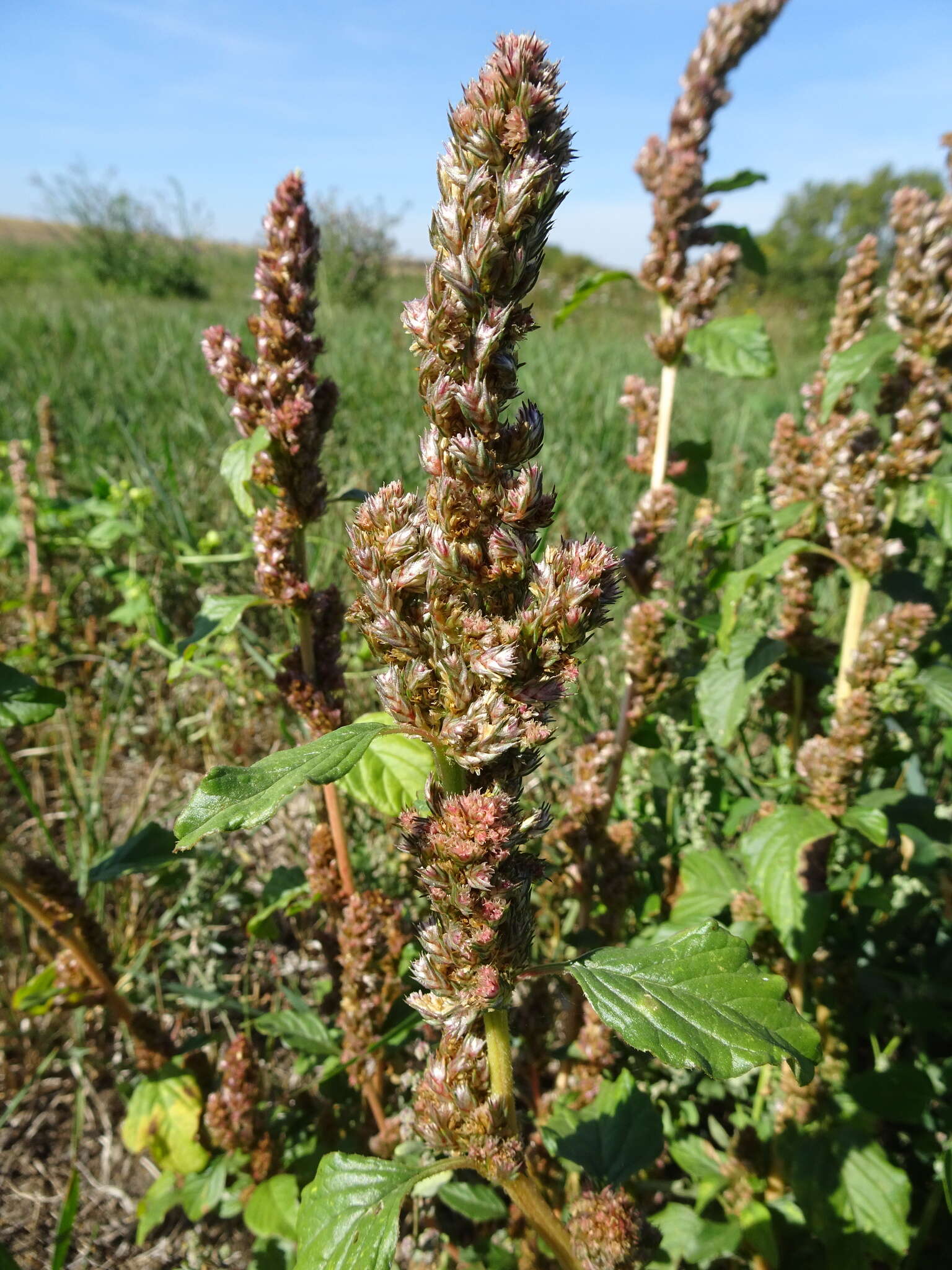 Imagem de Amaranthus powellii S. Wats.