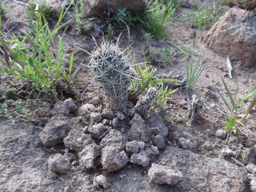 Image of Coryphantha clavata subsp. stipitata (Scheidw.) Dicht & A. Lüthy