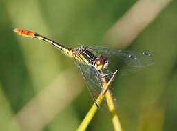 Image of Nannophya australis Brauer 1865