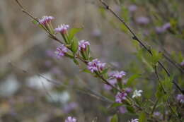 Image of Myripnois dioica Bunge