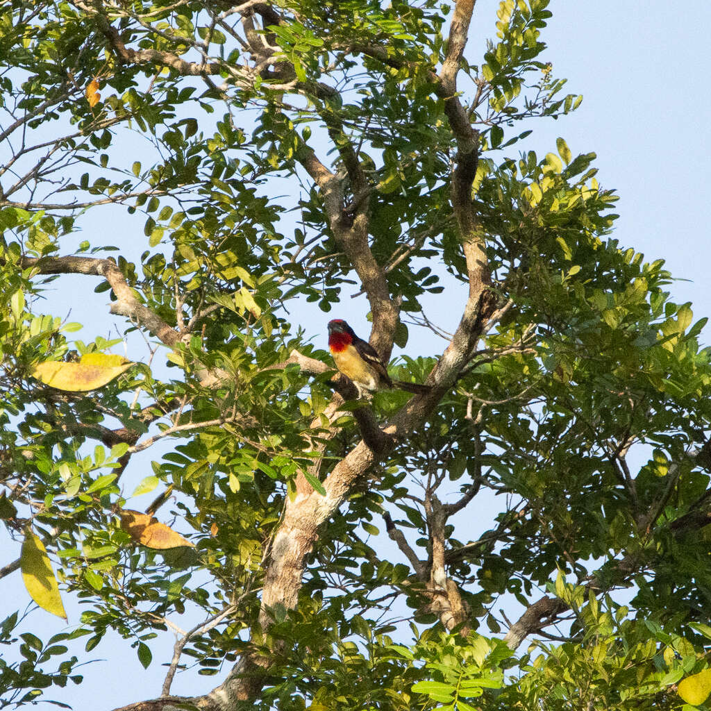 Image of Black-spotted Barbet