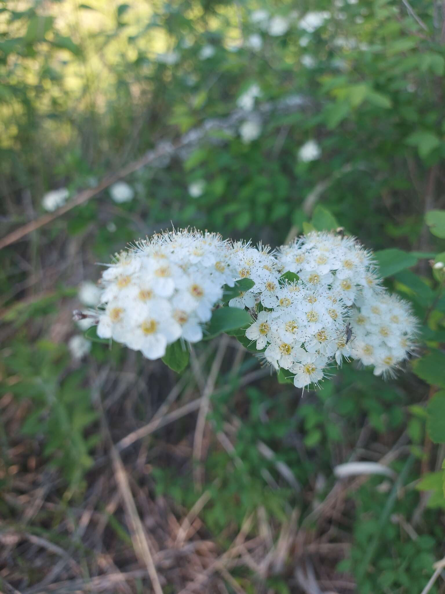 Image of Spiraea flexuosa Fisch. ex Cambess.