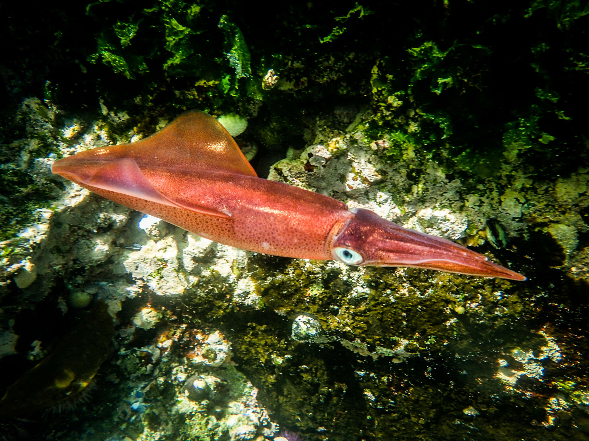 Image of Cape Hope squid