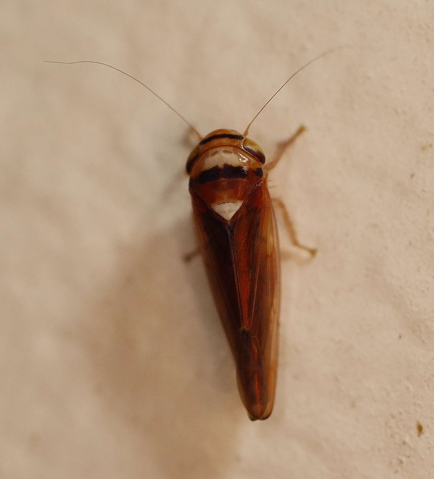 Image of Carvaka elegantula Evans 1966