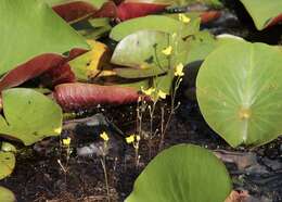 Plancia ëd Utricularia geminiscapa Benj.