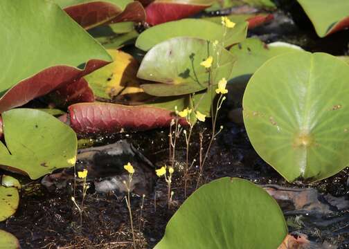 Image de Utricularia geminiscapa Benj.