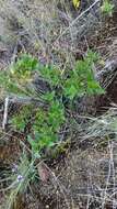 Image of Lavandula rotundifolia Benth.