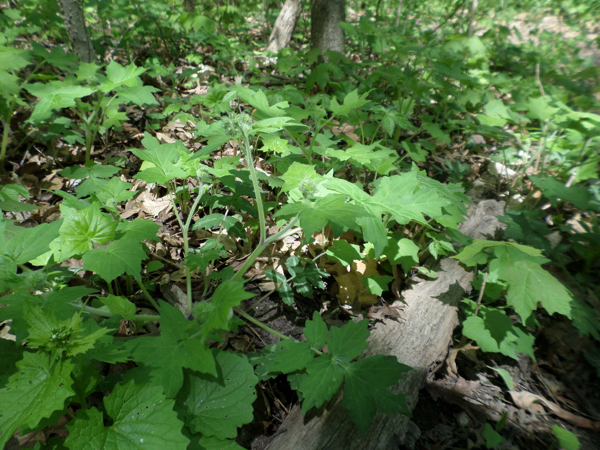 Image de Hydrophyllum appendiculatum Michx.