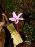 Image of Voyria rosea Aubl.