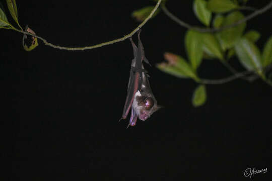 Image of Diadem Horseshoe-bat