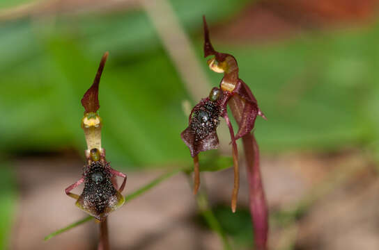 Image of Common wasp orchid