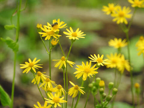 Image of golden ragwort