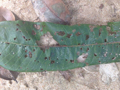 Image of Pycnanthus angolensis (Welw.) Exell