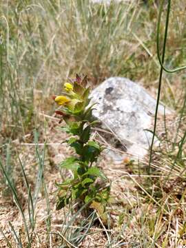 Слика од Rhinanthus wettsteinii (Sterneck) Soó