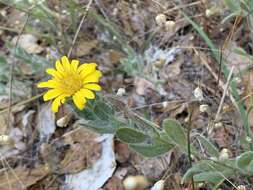 Image of sessileflower false goldenaster