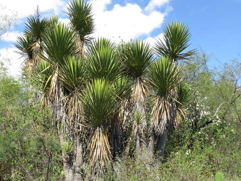 Image of Yucca periculosa Baker